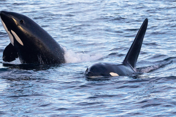 orca beside boat.jpeg