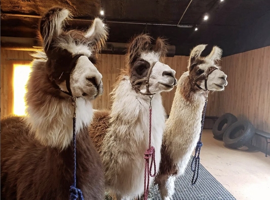 3 llamas