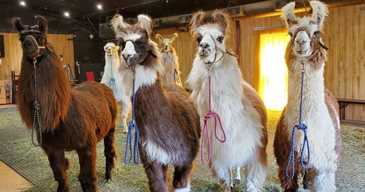 All Seven Llamas in the Barn Adjusted.jpg