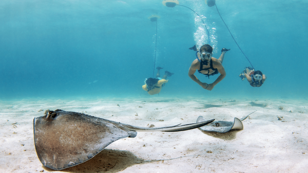 BLU3 Guided Tour couple snorkeling.png