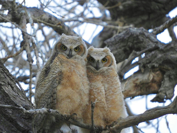 Beak and Talon two owls.jpeg