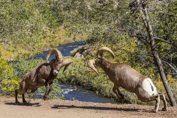 Bighorns and Birds laying in grass.jpeg