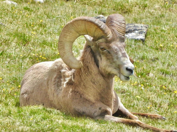 Bighorns and Birds laying in grass.jpeg