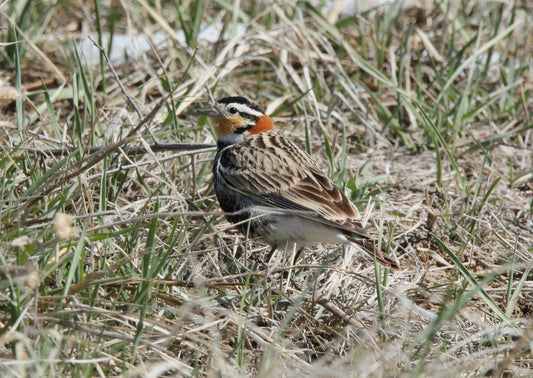 Birding Pawnee tour looking out.jpeg