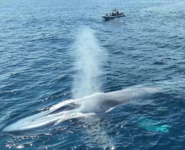 Blue whale With Boat.jpeg