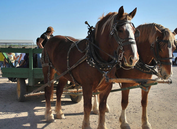 Hay Wagon Ride up close.jpeg