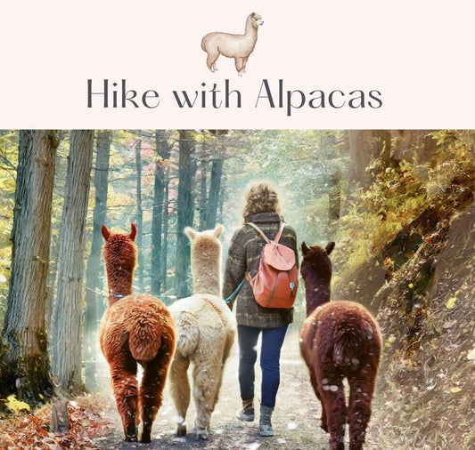 Hike with Alpacas.jpeg