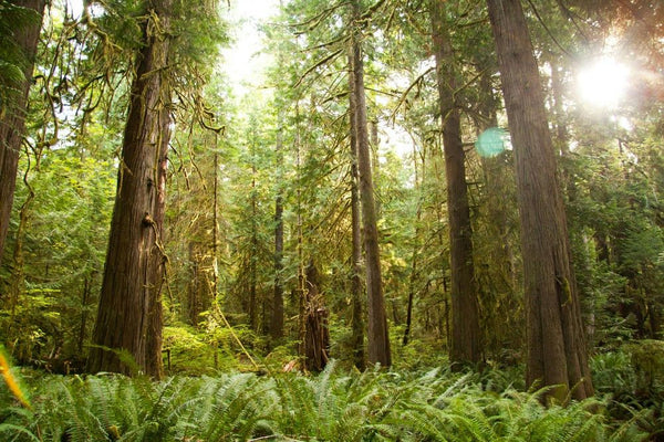 Hoh Rainforest.jpg