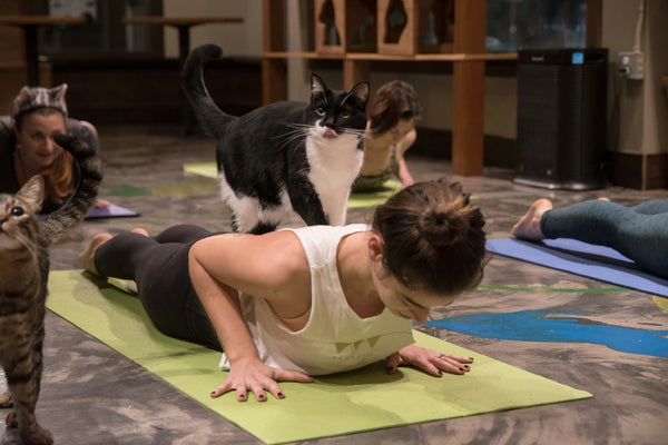 Meowga - Cat Yoga cat on back.jpg