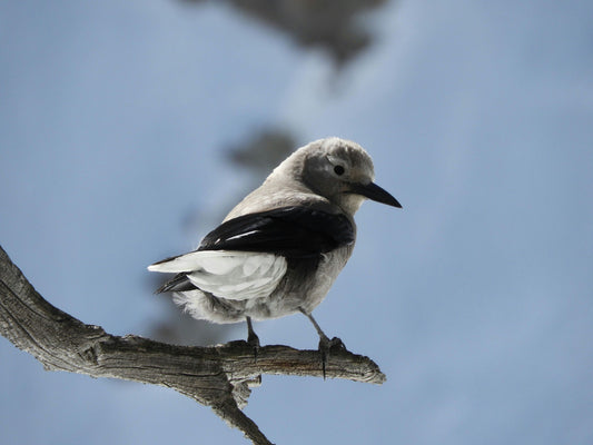 Nature:Birding Hike in Rocky Mountain National Park group.jpeg