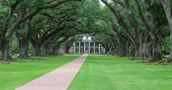 Oak Alley Plantation + Swamp Tour • Small Airboat Ride.jpeg