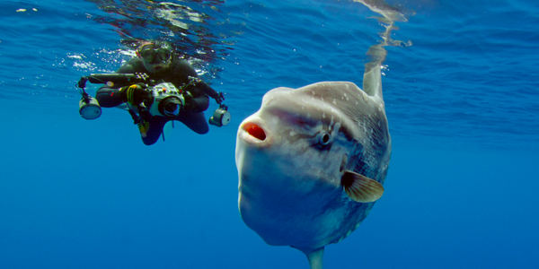 Pelagic Wildlife Expedition (6 Hrs) underwater.png