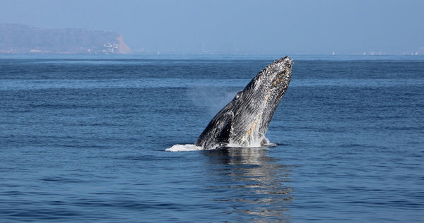 San Diego Whale Watch Whale In Water.jpeg