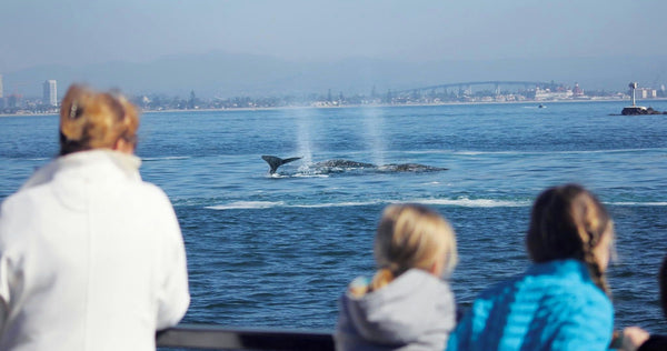 San Diego Whale Watching Cruise - Available in December.jpeg