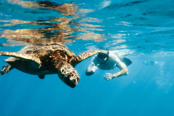 Swim with Turtles in Waikiki kids with turtles.jpeg