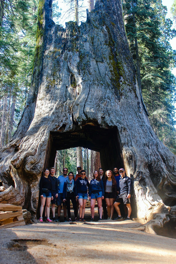 Tunnel Tree in Tuolumne Grove.jpg