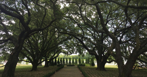 Whitney Plantation + Swamp Tour • Large Airboat Ride.jpeg