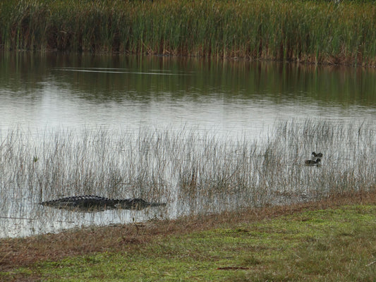 Destrehan Plantation + Covered Boat Swamp Tour.png