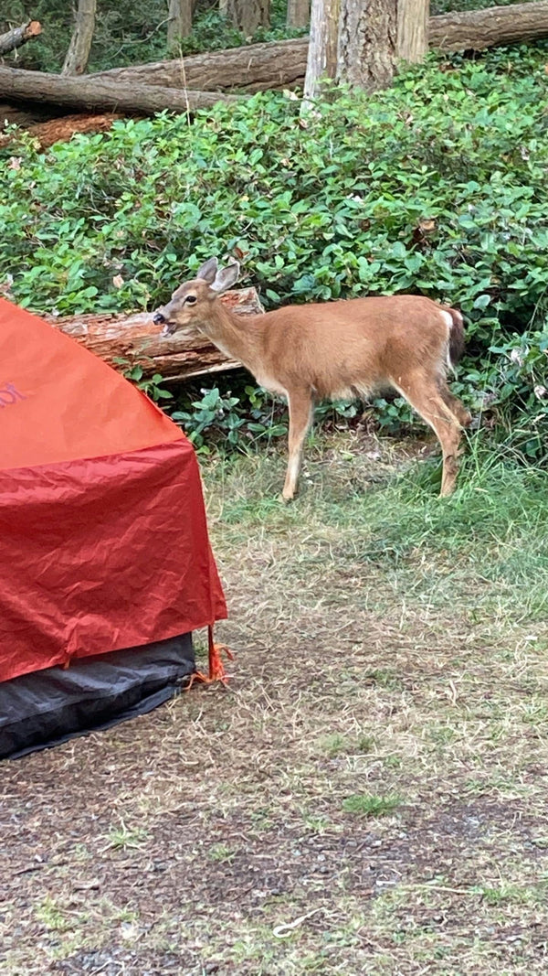 camp food.jpeg