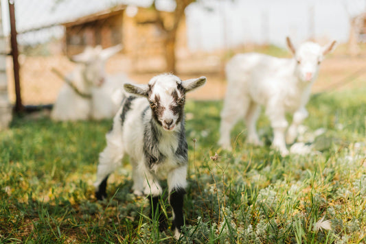 hike with goats.png