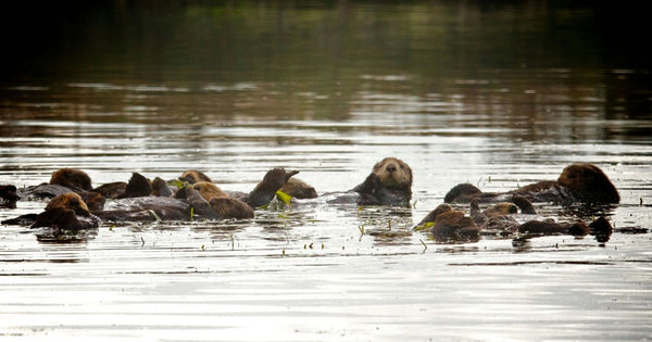 beavers.jpeg