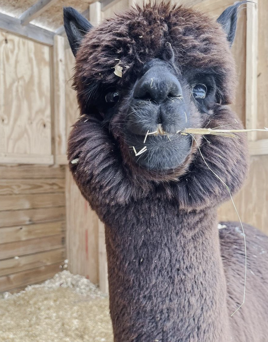 Hike with Alpacas.jpeg