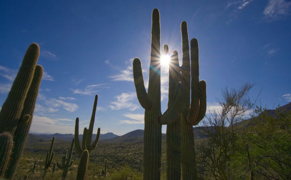 Scottsdale Desert.jpeg