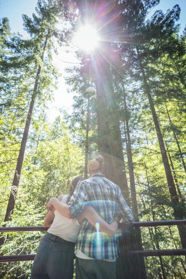 redwoodtrail bridge