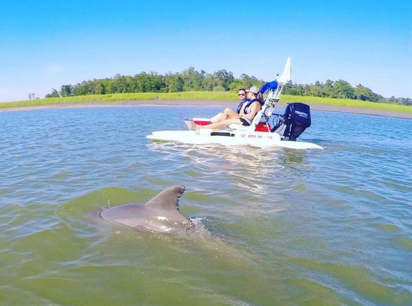 dolphin beside boat.jpeg