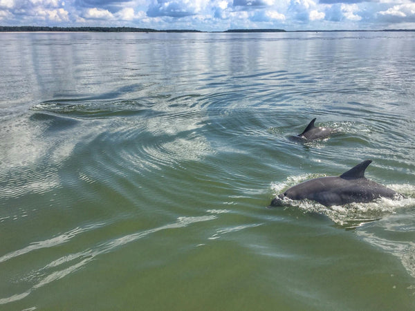 dolphins in ocean.jpeg