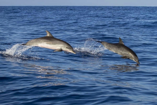 dolphins swimming.webp