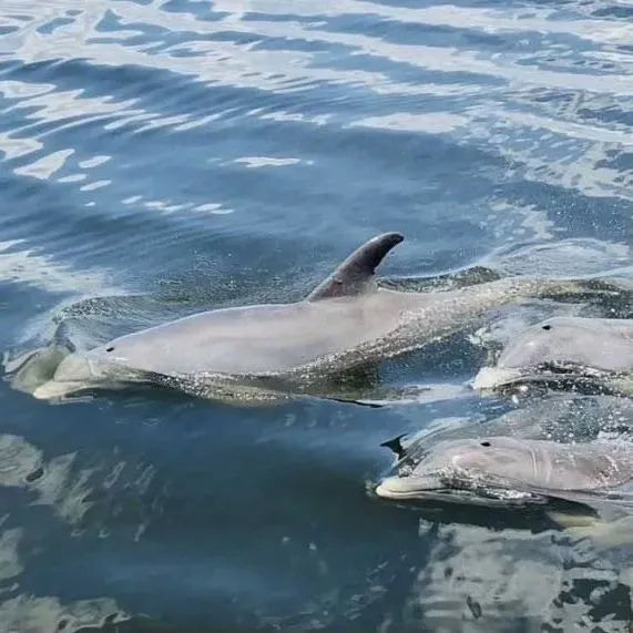 dolphins swimming.webp