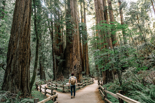 exploring Muir Woods.jpg