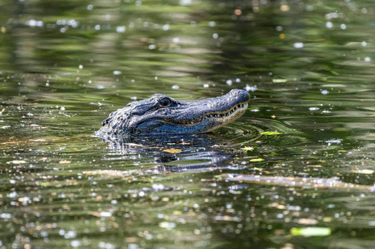 Swamp Tour kissing alligator.webp