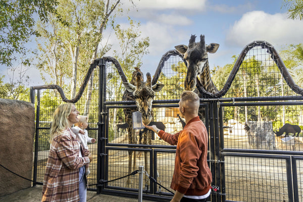 giraffes at zoo