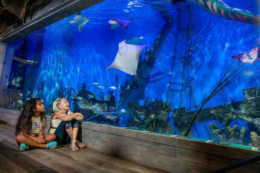 girls watching stingrays.jpeg