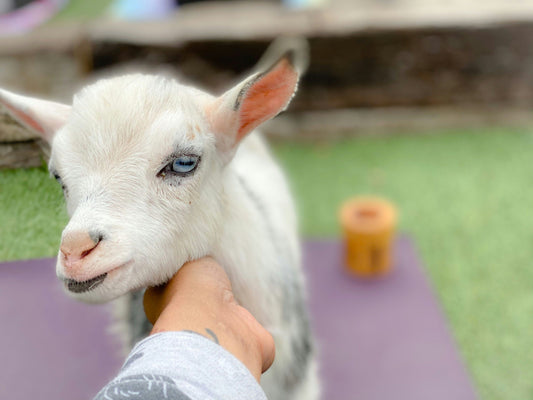 _Firefly adult women doing yoga with baby goats.jpg