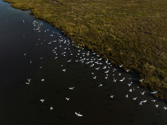 group of birds flying.jpeg