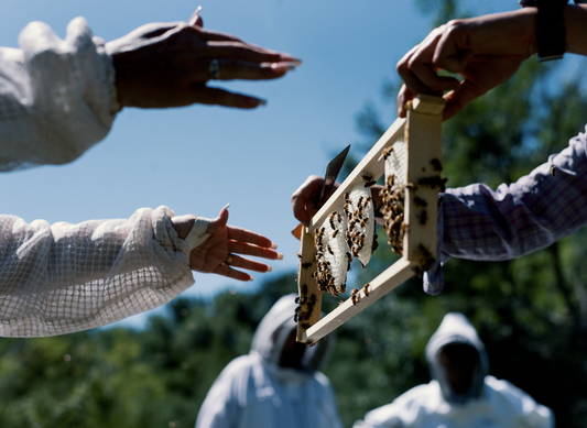 beekeeper teaching