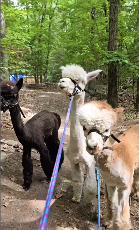 Hike with Alpacas.jpeg