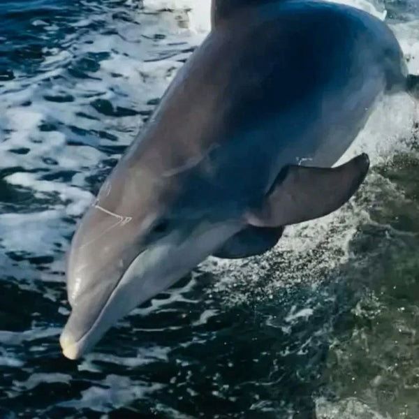 dolphins swimming.webp