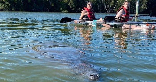 kayaking with manatee.jpeg