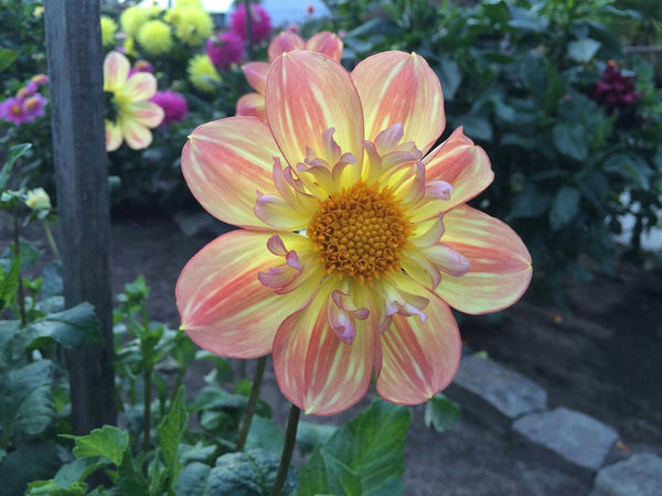 luminescent-dahlia