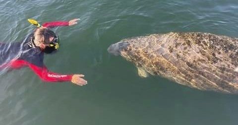 manatee swim.jpeg