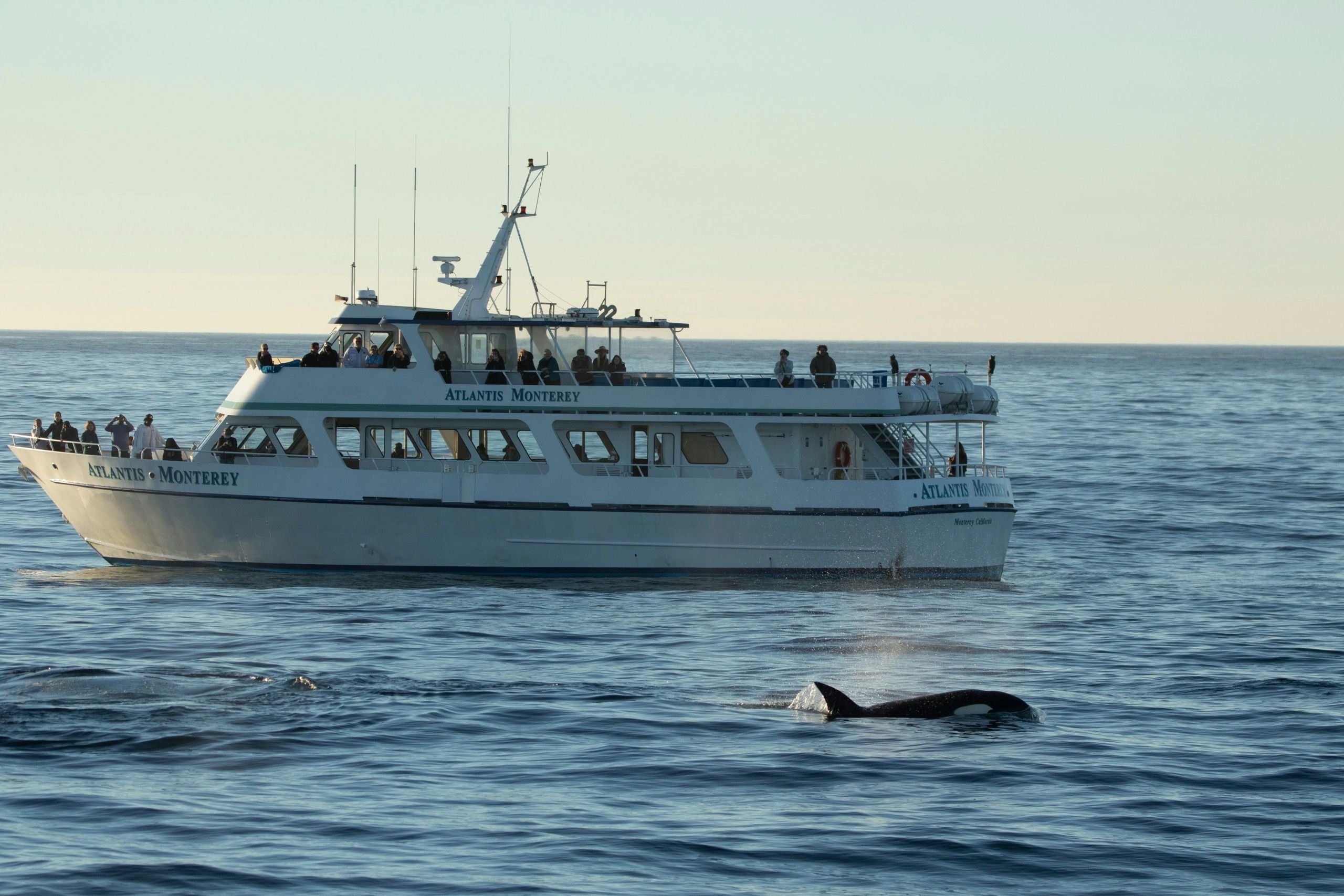 Monterey Orca Killer Whale Cruise | Monterey | California | Giftory