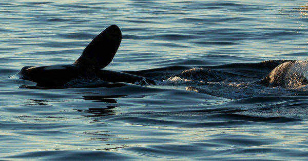 orca beside boat.jpeg