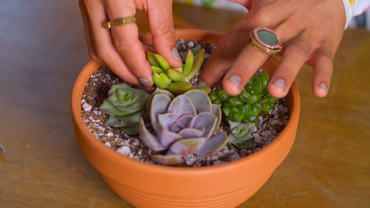 potted succulents