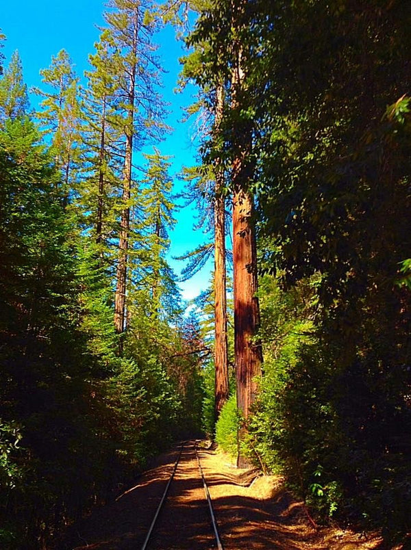 redwoodtrail bridge