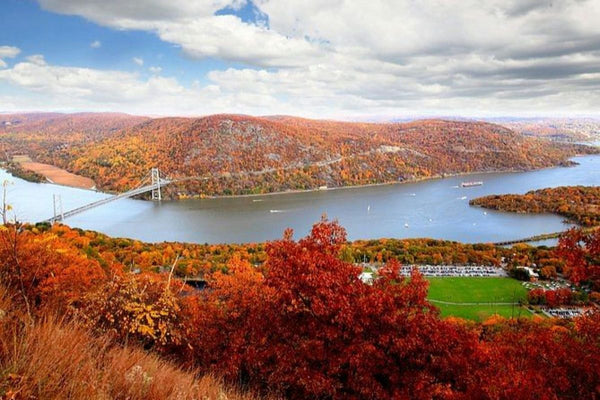 aerial view of fall leaves