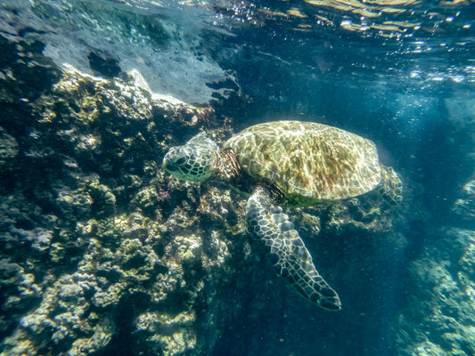 sharks-cove-snorkel-self-guided-cropped_2000_14.jpg